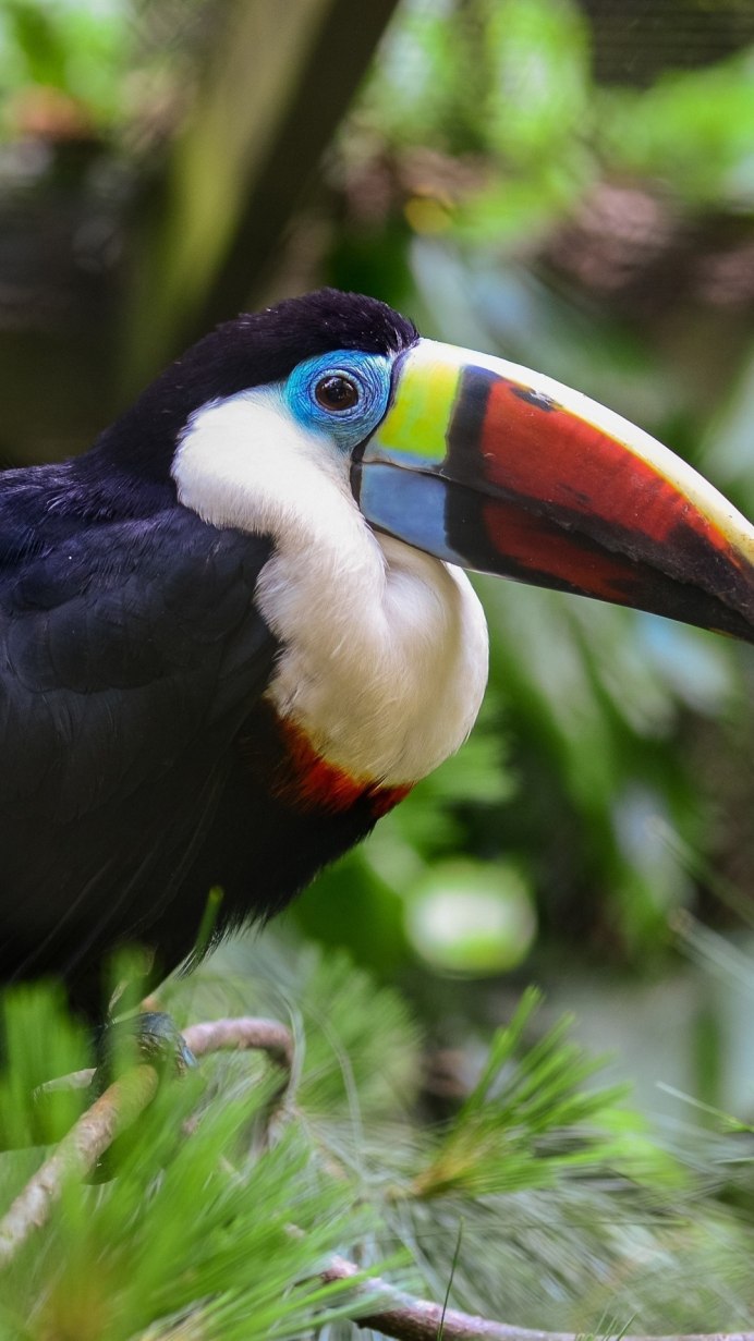 Рубиновый Зимородок