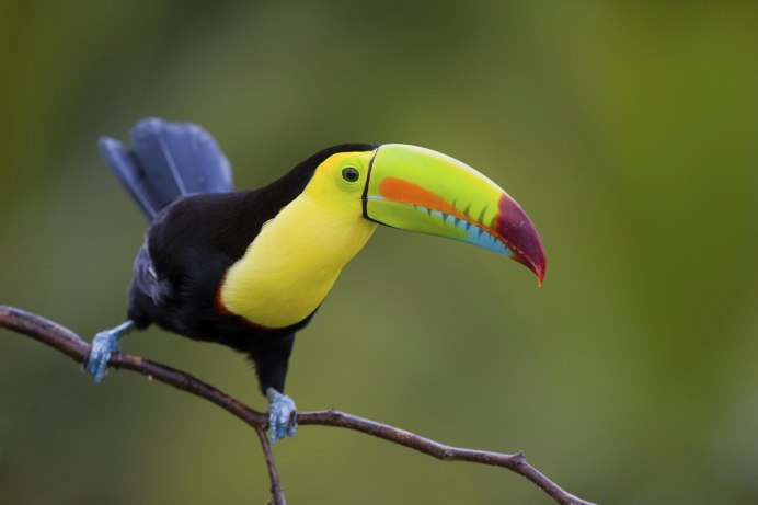 Атлантический тупик Ржанкообразные