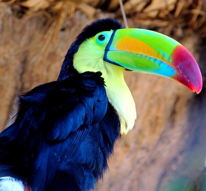 Красный Тукан птица