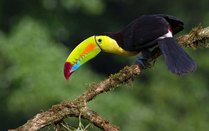 Синеклювый Тукан