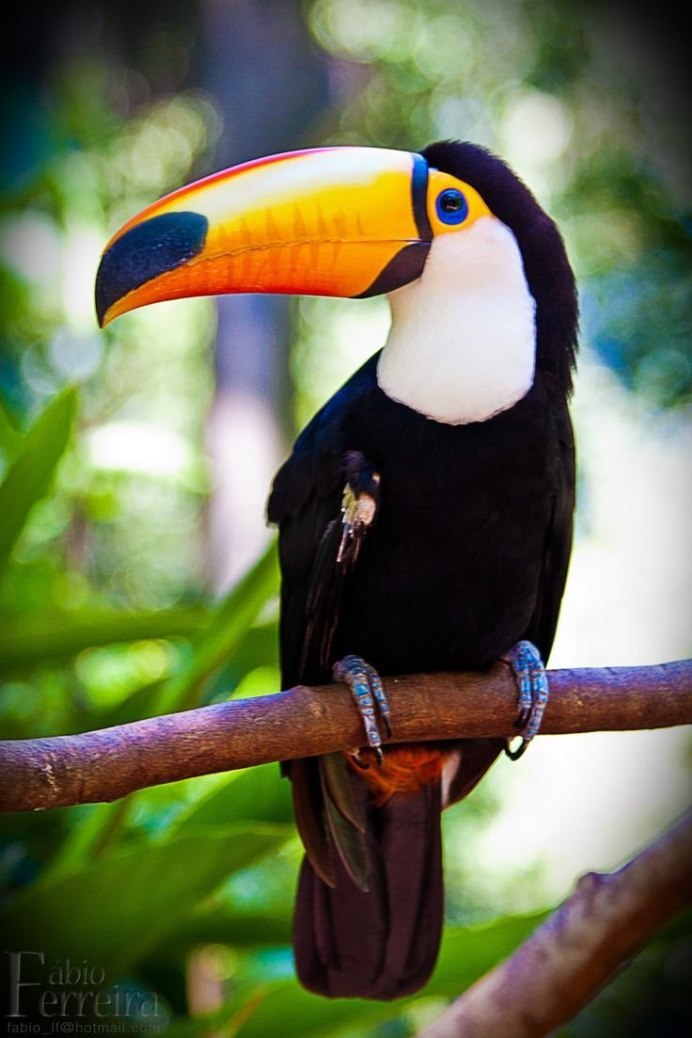 Лимонногорлый Тукан