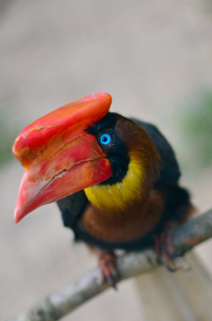 Амазонский Тукан