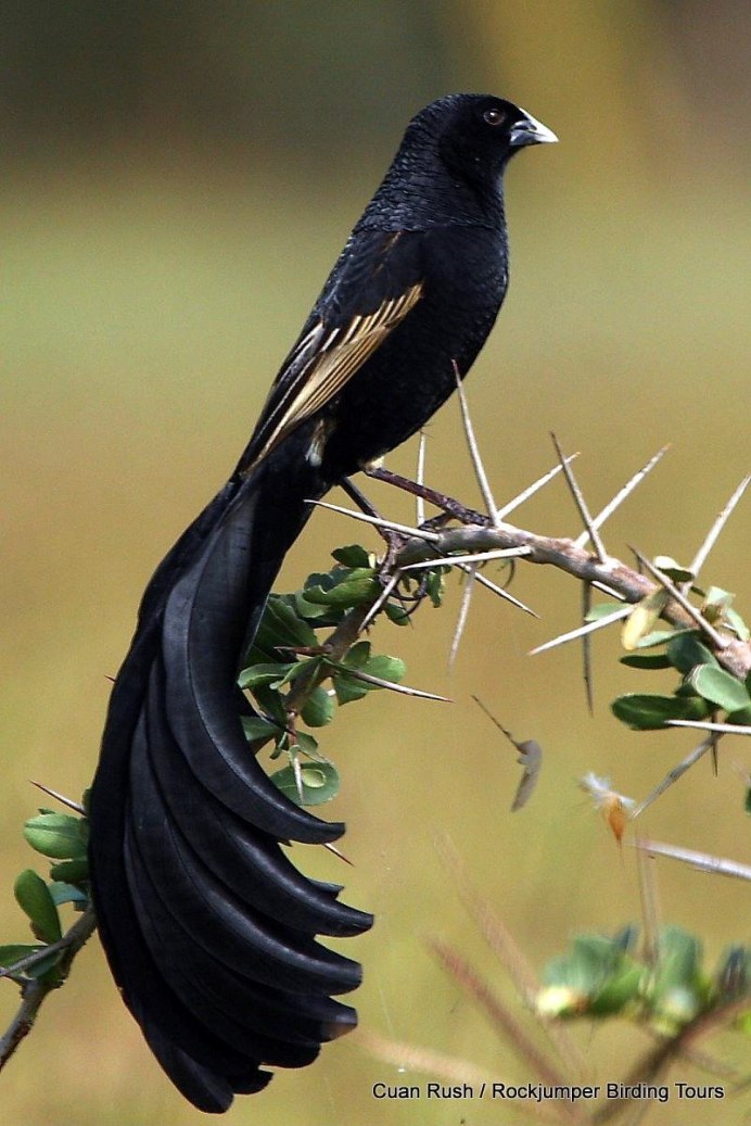 Черная птица с белым хвостом - картинки и фото poknok.art