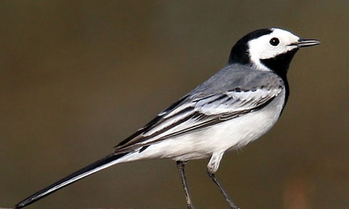 Капская трясогузка