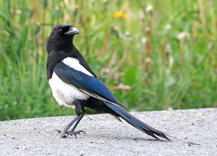 Лирохвостый бархатный Ткач