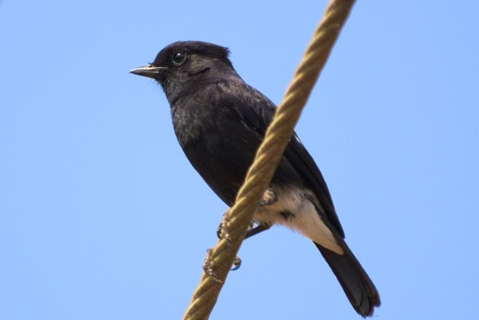 Фото сороки птицы крупным планом