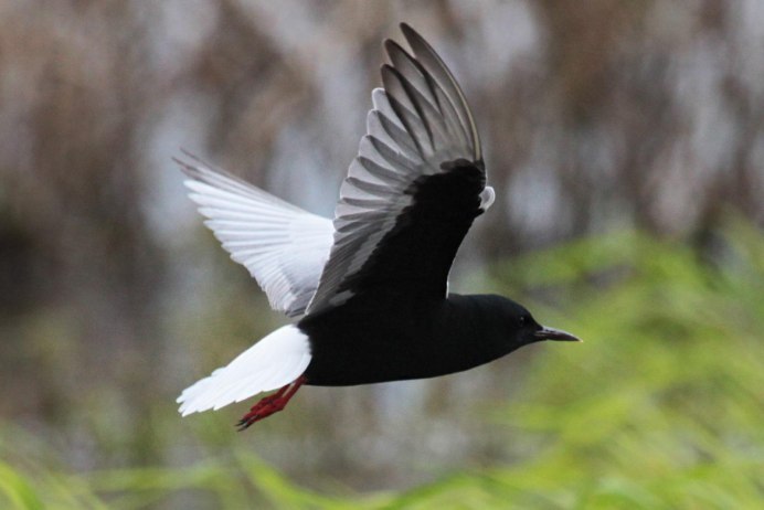 Бурокрылая крачка