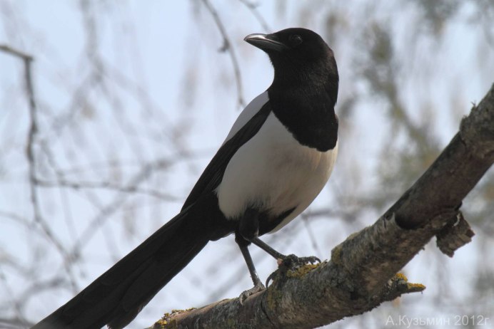 Белая трясогузка хвост