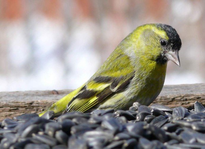 Carduelis Spinus