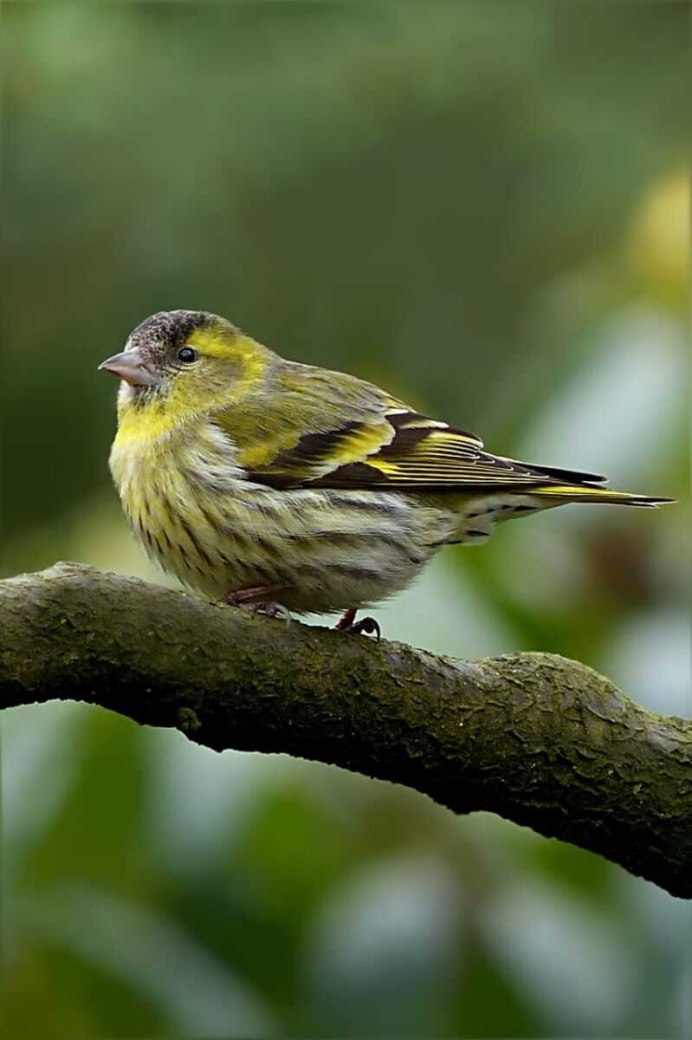 Eurasian Siskin Carduelis Spinus