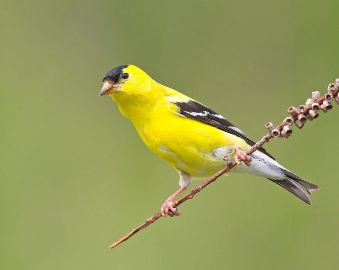 Carduelis Spinus