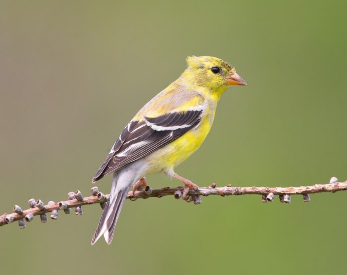 Carduelis Spinus