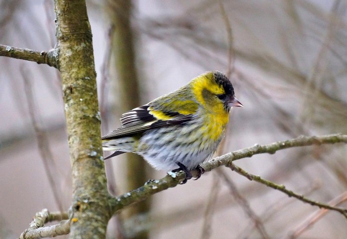 Чиж (Spinus Spinus l.)