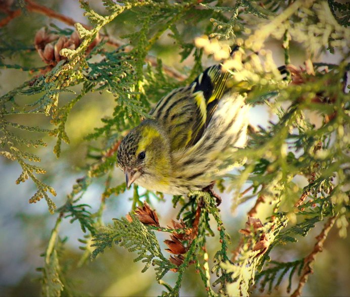 Чиж (Spinus Spinus l.)