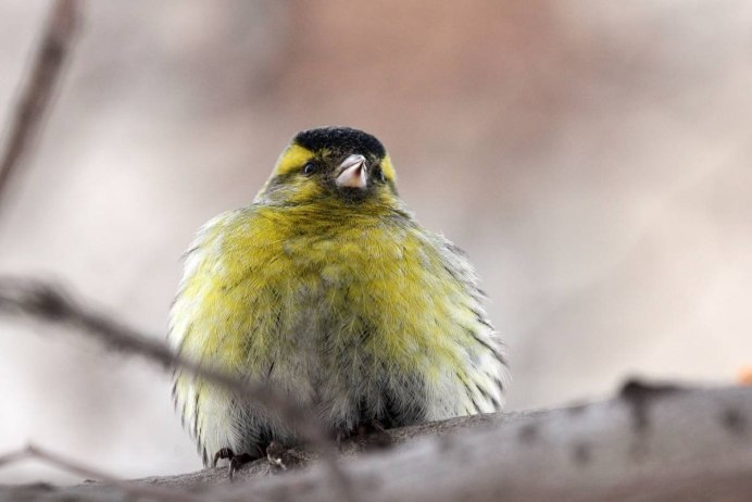 Чиж (Spinus Spinus l.)