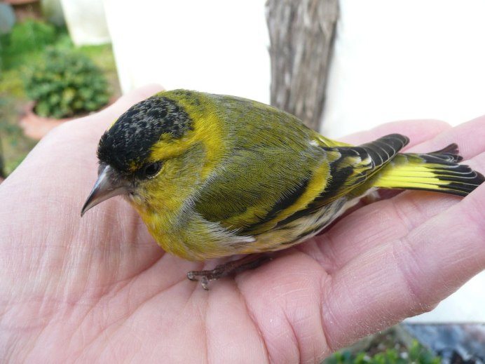 Чиж (Spinus Spinus l.)
