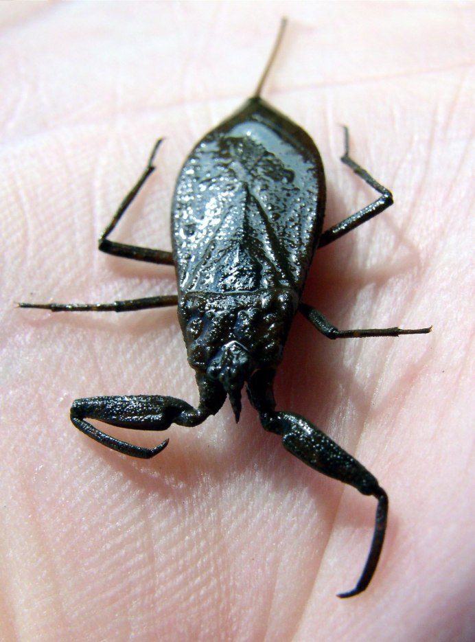 NEPA cinerea (обыкновенный водяной Скорпион)