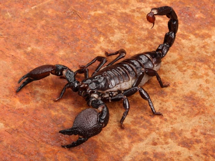 Императорский Скорпион (Pandinus Imperator)
