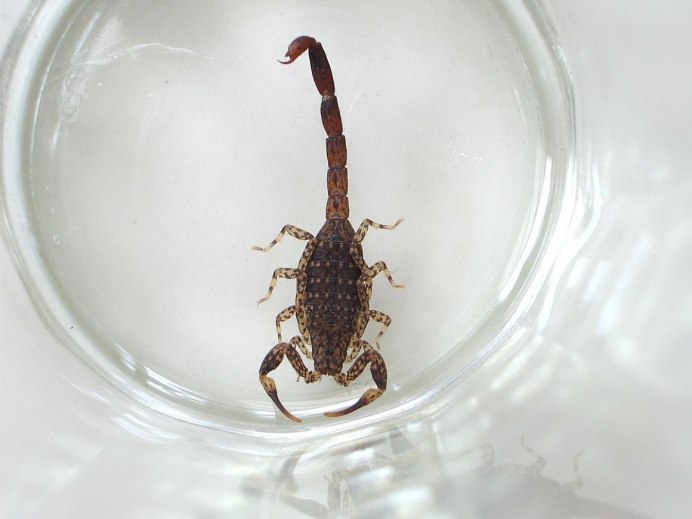 Скорпион Androctonus Australis