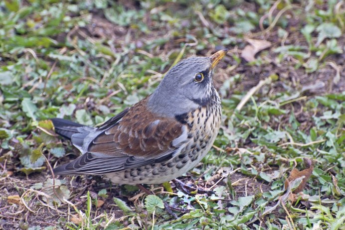 Рябинник (turdus pilaris