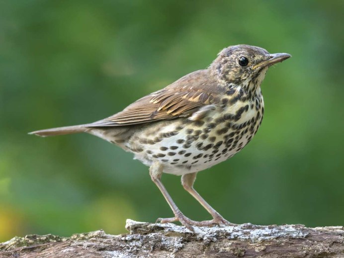 Дрозд-деряба (turdus viscivorus)