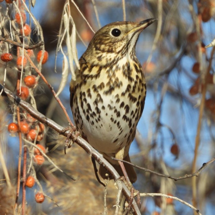Певчий Дрозд самец