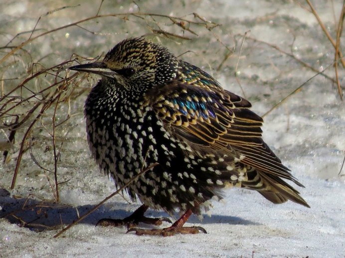 Пестрая коричневая птица