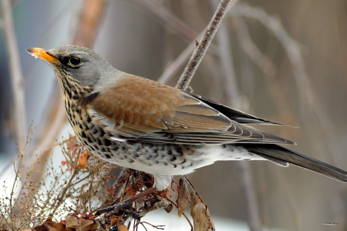 Дрозд и певчий Дрозд