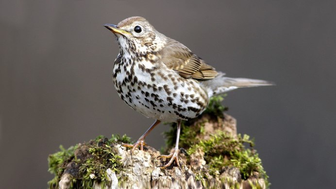 Певчий Дрозд (turdus philomelos)