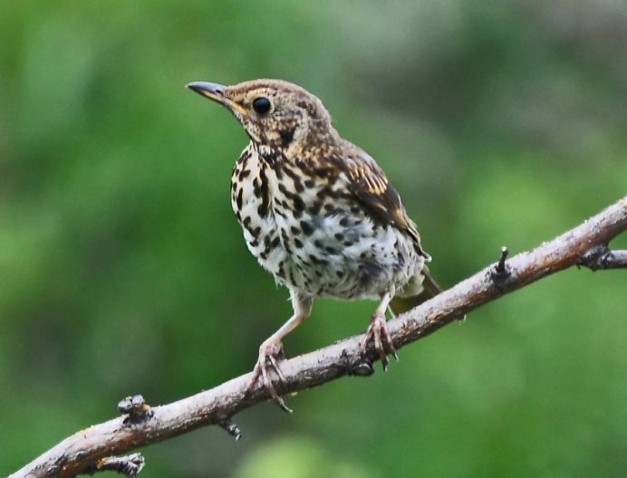 Птица с леопардовой грудкой
