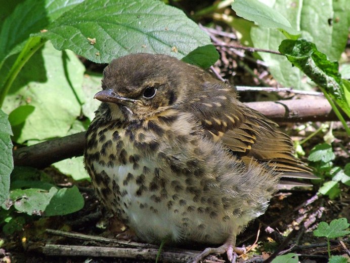 Дрозд - Thrush