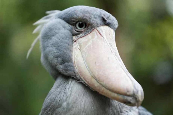 Shoebill Stork птица