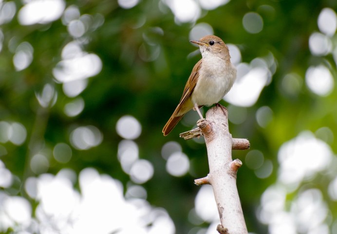 Соловей (Luscinia Luscinia)