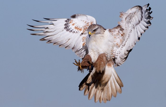 Светлый ястреб Accipiter novaehollandiae