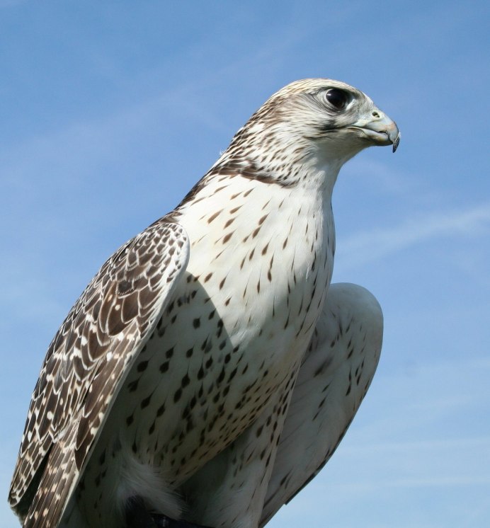 Кречет Falco rusticolus