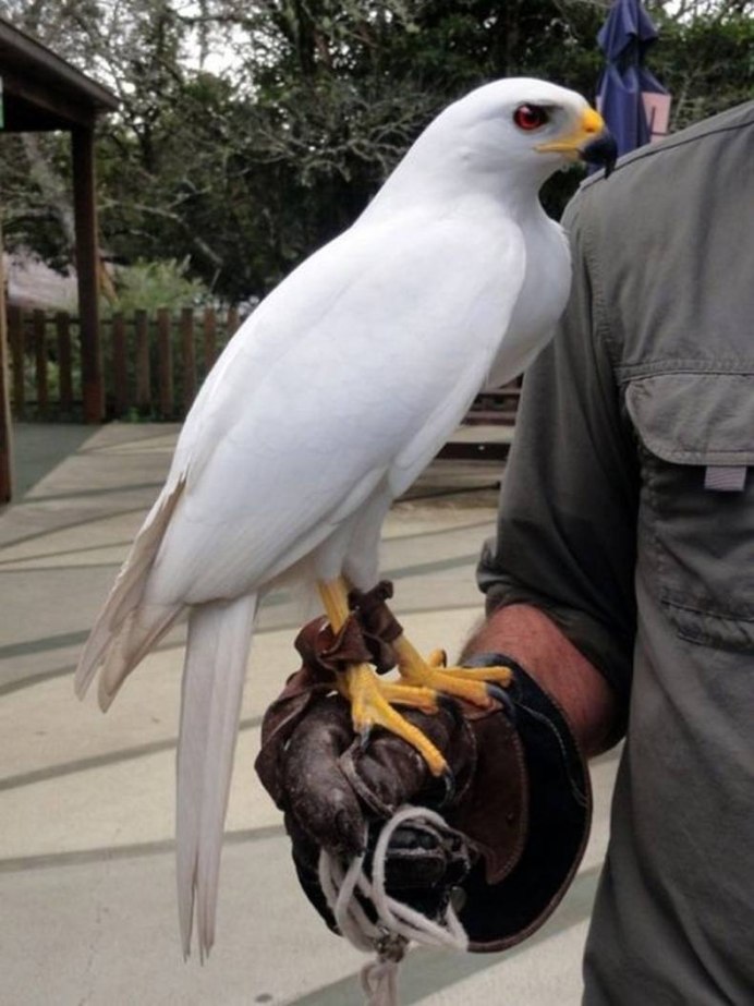 Светлый ястреб Accipiter novaehollandiae