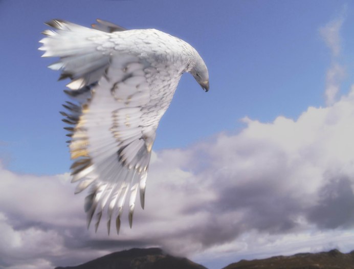 Светлый ястреб Accipiter novaehollandiae
