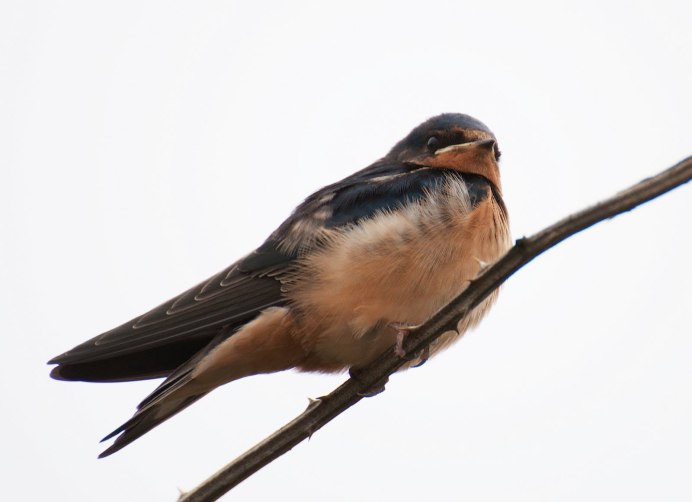 Tachycineta euchrysea