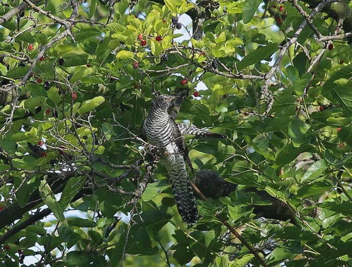 Scythrops novaehollandiae