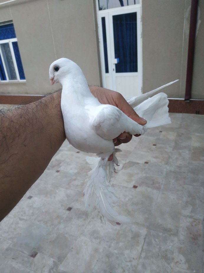 Бухарский трубач