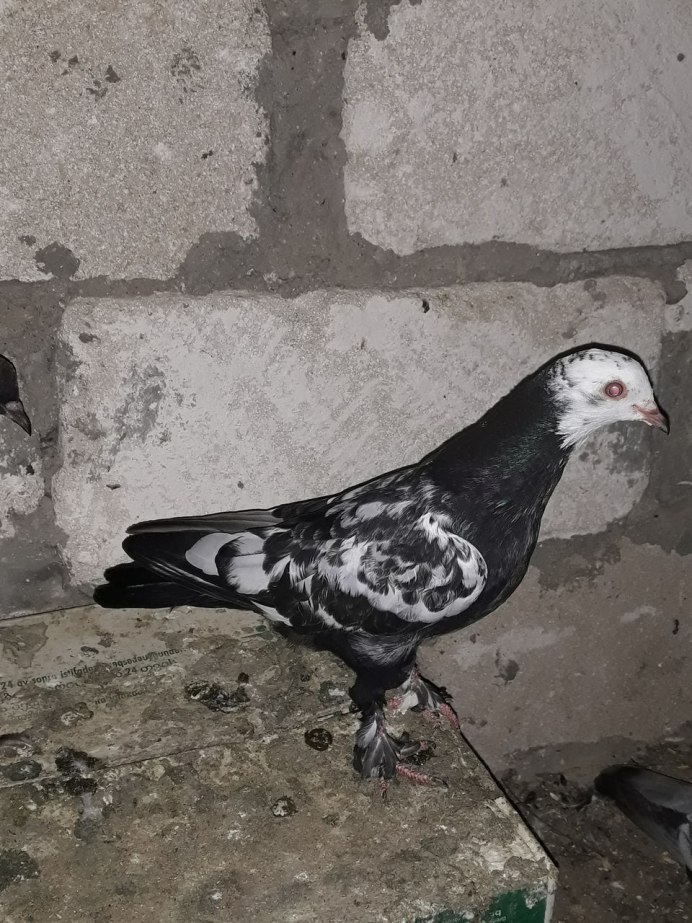Голуби персы бойные