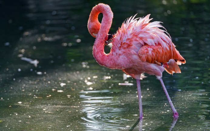 Фламинго розовый (Phoenicopterus roseus)