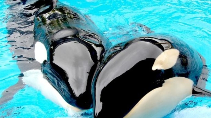 Orca great White Shark