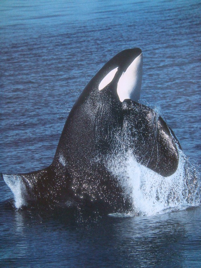 Косатка Orcinus Orca