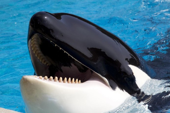 Orcinus Orca коса́тка Orca Killer Whale