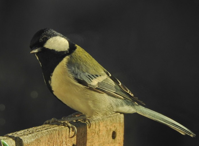 Parus Minor