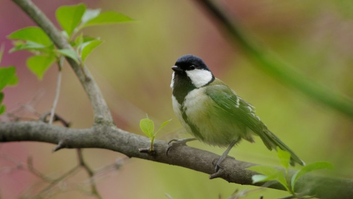 Parus (Major) Minor Temminck et Schlegel, 1848