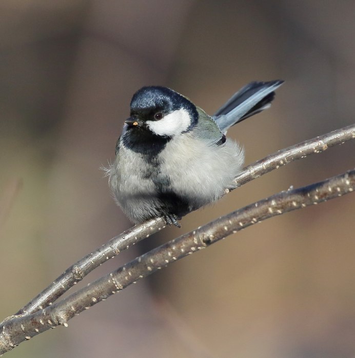 Восточная синица Parus Minor