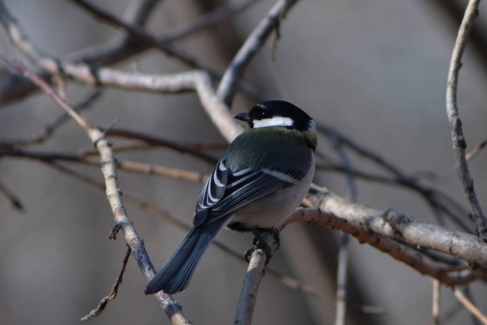 Parus Minor