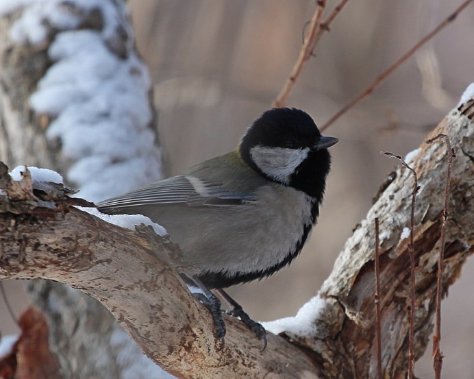 Синица серая (Parus cinereus)